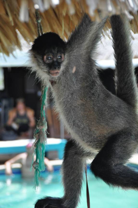 A inteligente e agitada macaca do nosso hotel em San Juan del Sur, na Nicarágua